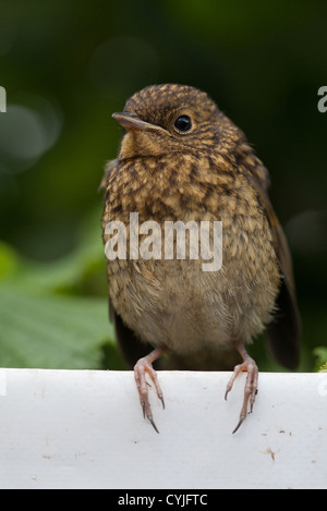 Erithacus Rubecula junge Robin hocken auf weißen Plane Stockfoto