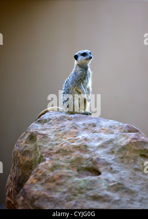 Erdmännchen in London Zoo, Regent Park, England, Großbritannien, UK, Europa Stockfoto