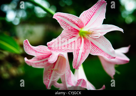 Lilie Blume im Garten mit weißen und rosa Farbe Stockfoto