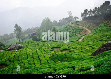 Sehr grün fogy Tee Plantage in Munnar Kerala Indien mit Arbeitern zupfen die zarten Teeblätter Stockfoto
