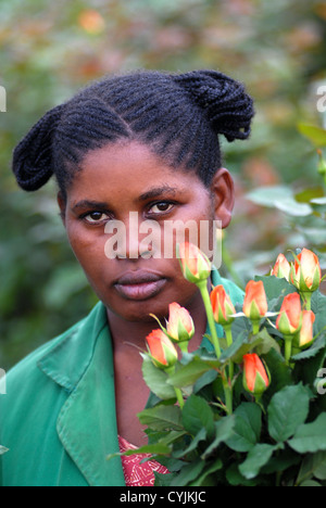 Tansania-Arusha, rose Blume Anbau im Gewächshaus bei Fair-Trade Company Kiliflora für den Export nach Europa, stieg Frau Ernte Stockfoto