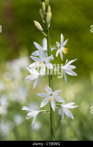 Anthericum Liliago 'Major' Stockfoto