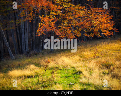 Beautiful golden autumnal colors of a tree and grass Stockfoto