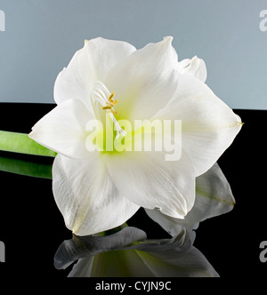 weiße Amaryllis auf dunklen schwarzen und grauen Hintergrund Stockfoto