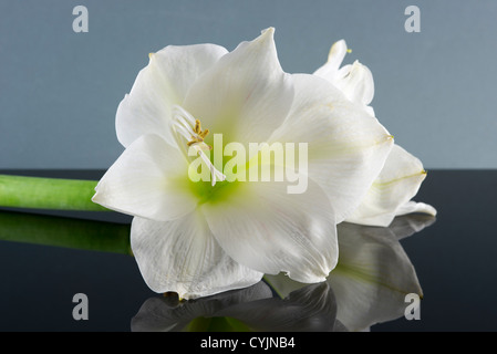 weiße Amaryllis auf dunklen schwarzen und grauen Hintergrund Stockfoto