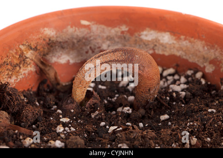 Durian, Stinkfrukt (Durio zibethinus) Stockfoto