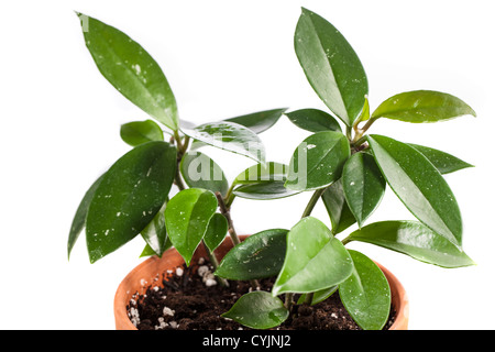 Waxplant, Porslinsblomma (Hoya carnosa) Stockfoto