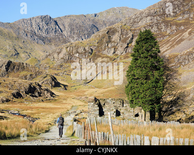 Walker unterwegs Watkin Pfad zum Snowdon Schafe Plas Cwm Llan vorbei Stifte im Tal, Snowdonia National Park, North Wales, UK Stockfoto