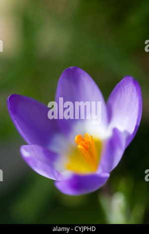 Crocus Sieberi Subspecies Sublimis "Tricolor" Stockfoto