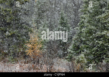 Fichte und Lärche Bäume in einem Schneesturm, am Rand einer Wiese, Greater Sudbury, Ontario, Kanada Stockfoto