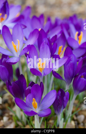 Crocus Tommasinianus 'Whitewell Purple' Stockfoto