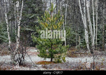 Kiefer in einem Schneesturm in einer alten Wiese, Greater Sudbury, Ontario, Kanada Stockfoto