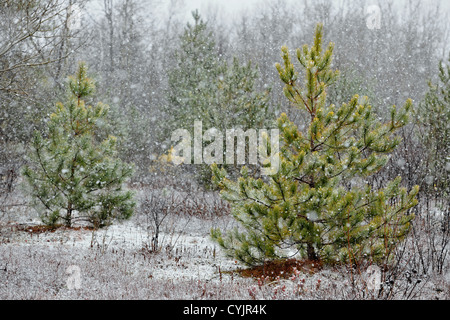 Kiefer in einem Schneesturm in einer alten Wiese, Greater Sudbury, Ontario, Kanada Stockfoto