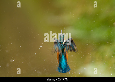 Eisvogel Alcedo Atthis fliegt vom Fluss Stockfoto