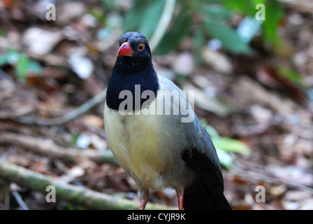 schöne Korallen-billed Boden-Kuckuck (Carpococcyx Renauldi) in Thailand Stockfoto