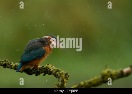 Young-Kingfisher gehockt schütteln überschüssiges Wasser aus den Federn oberhalb eines Flusses in Dorset Stockfoto