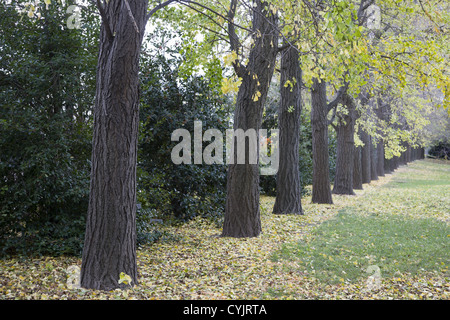 Reihe von Ginkgo-Bäume an der Brooklyn Botanic Garden, Brooklyn, NY. Stockfoto