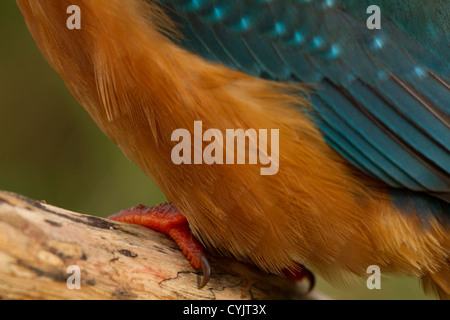 Nahaufnahme von einem weiblichen Eisvogel (Alcedo Atthis) Stockfoto