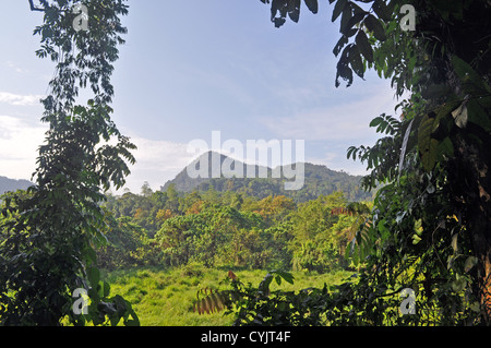 Geschützten Regenwald-Bereich auf dem Kelani Fluss, in der Nähe von Kitulgala, Sri Lanka Stockfoto