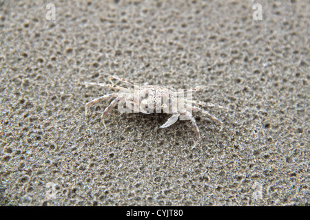 Ghost Sand Crab (Ocypode) am Strand von Nexus Resort & Spa Karambunai, Kota Kinabalu, Sabah, Borneo, Malaysia, Südost-Asien Stockfoto