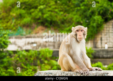 Affe Affen sitzen und auf der Suche Stockfoto