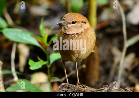 schöne weibliche Rusty Himalaja-Pitta (Pitta Oatesi) Possing auf Boden Stockfoto