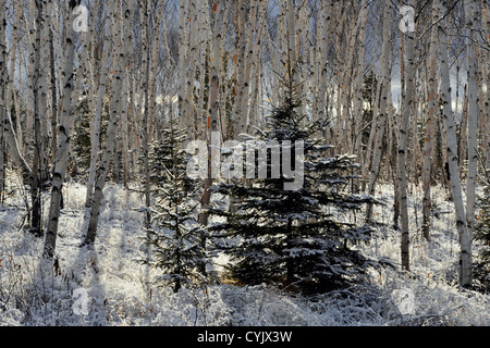 Ein Abstauben des frühen Schnee auf Birken und Fichten Bäume in einem Waldstück, Greater Sudbury, Ontario, Kanada Stockfoto