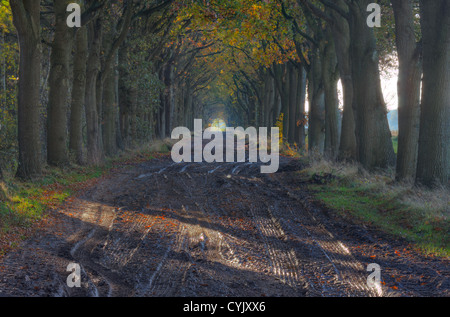 Eine schlammige Landstraße mit Auto Spuren im Herbst, nördlichen roten Eichen (Quercus Rubra) in herbstlichen Farben. Stockfoto