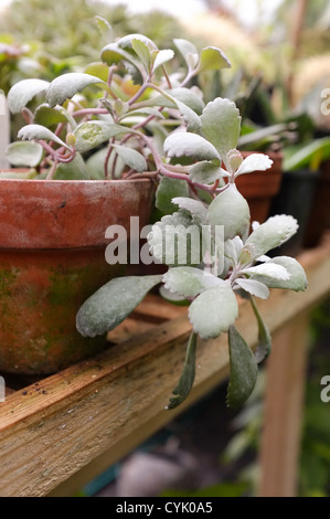 Geldbaum (Crassula Ovata) 'Variegata' in einem Terrakotta-Topf Stockfoto