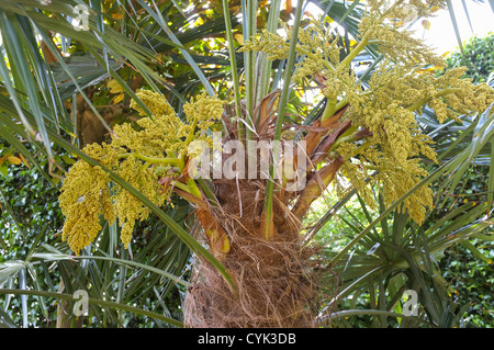 Blüte von Trachycarpus Fortunei (Chusan Palm, Windmühle Palme oder chinesische Windmühle Palme) Stockfoto