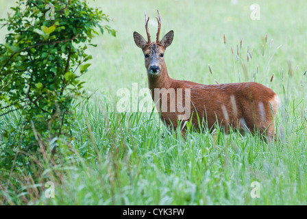 Rehe, Capreolus Capreolus, Hirsch, Männlich Stockfoto