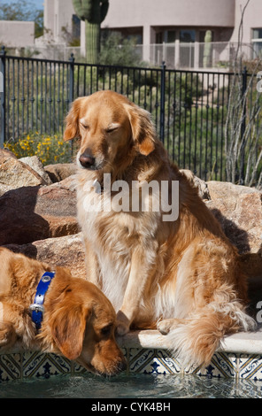Zwei Golden Retriever am Pool. Stockfoto