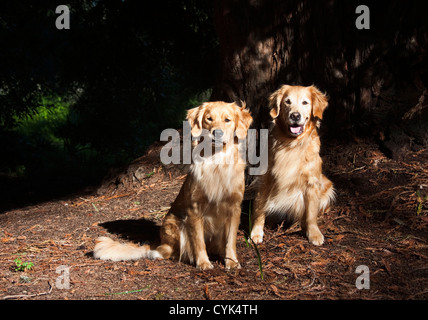 Zwei Golden Retriever Einnahme am späten Nachmittag Licht unter einem Mammutbaum. Stockfoto