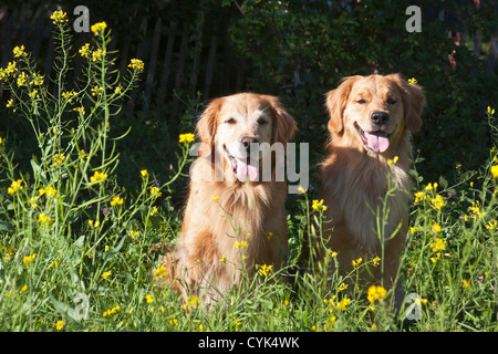 Zwei Golden Retriever sitzen zusammen ein Feld von gelben Blüten umgeben. Stockfoto