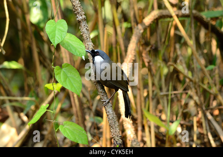 schöner schwarzer-throated Laughingthrush (Garrulax Chinensis) in Thai Wald Stockfoto