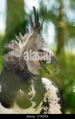 Die Harpyie (Harpia Harpyja), Misiones, Argentinien. Stockfoto