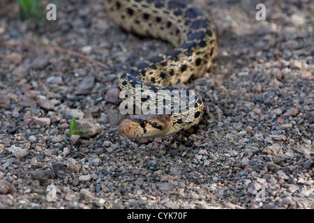 Pacific Gopher Snake (Pituophis Catenifer) kriecht entlang steinigem Gelände in Nord-Kalifornien, USA im Juni Stockfoto