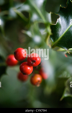 Nahaufnahme von Holly Beeren Stockfoto