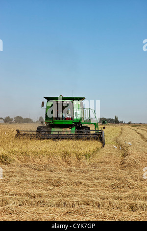 John Deere Mähdrescher ernten "kurze Grain" weißer Reis. Stockfoto