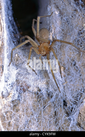 Die chilenische Einsiedler (Loxosceles Laeta) ist eine giftige Spinne der Familie Sicariidae. Stockfoto