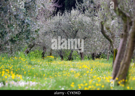 Olivenhain im Frühjahr in Sirmione am Gardasee, Region Brescia, Lombardei, Italien Stockfoto