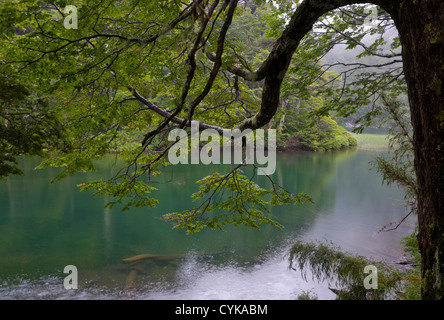 Chile. Süd-Amerika. Gemäßigter Regenwald und Lago Chico. Nationalpark Huerquehue. -Seen-Region. Araucania-Region. Stockfoto