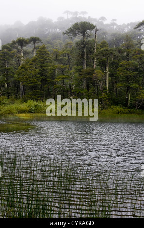 Chile. Süd-Amerika. Lago Chico und gemäßigten Regenwald, regnerischen Tag. Nationalpark Huerquehue. -Seen-Region. Araucania-Region Stockfoto