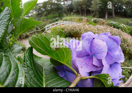 Trebah Garden; Cornwall; VEREINIGTES KÖNIGREICH; Hortensie Stockfoto