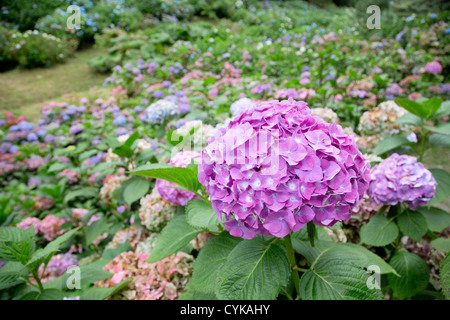 Trebah Garden; Cornwall; VEREINIGTES KÖNIGREICH; Hortensie Stockfoto