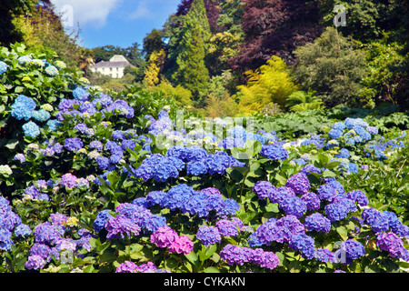 Trebah Garden; Cornwall; VEREINIGTES KÖNIGREICH; Hortensien blühen Stockfoto