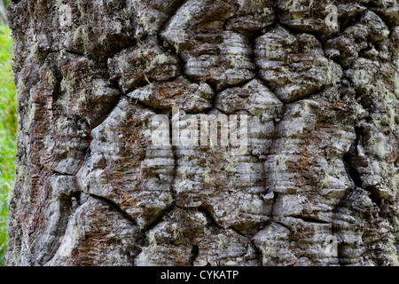 Chile. Süd-Amerika. Rinde des Monkeypuzzle-Baumes, auch bekannt als Pehuen. Nationalpark Huerquehue. -Seen-Region. Araucania-Region Stockfoto