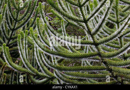 Chile. Süd-Amerika. Rinde des Monkeypuzzle-Baumes, auch bekannt als Pehuen. Nationalpark Huerquehue. -Seen-Region. Araucania-Region Stockfoto