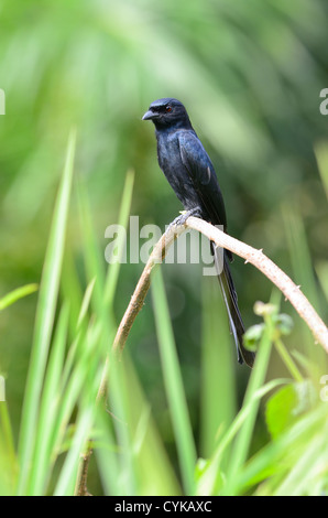 schöner schwarzer Drongo (Dicrurus Macrocercus) Possing auf Ast Stockfoto