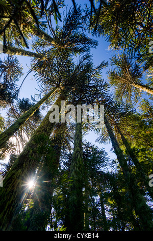 Nationalpark Huerquehue, Chile. Süd-Amerika. Monkeypuzzle Bäume. Araucania-Region. Anden Berge. Stockfoto